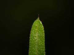 leaf, enlarged image